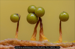 Cribraria aurantiaca Slime Mould by Tim Clarke, SPA