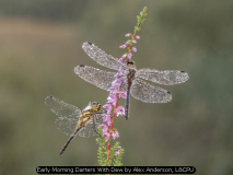 Early Morning Darters With Dew by Alex Anderson, L&CPU