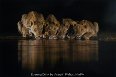 Evening Drink by Aneurin Phillips, NWPA