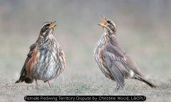 Female Redwing Territory Dispute by Christine Wood, L&CPU