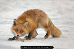 Fox And Fish by Rick Du-Boisson, YPU