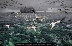 Gannets Of The Bass Rock by Sandy Gilmour, SPF