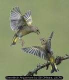 Greenfinch Arguement by Gill OMeara, L&CPU