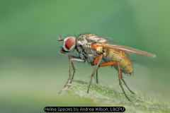 Helina Species by Andrea Wilson, L&CPU