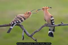 Hoopoe Courtship by Steven Hoyle, L&CPU