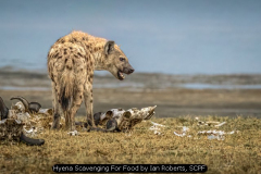 Hyena Scavenging For Food by Ian Roberts, SCPF