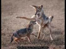 Jackals At Play by Sue Critchlow, L&CPU