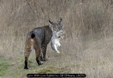 Lynx With Live Rabbit by Gill OMeara, L&CPU