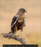 Marsh Harrier On Alert by Steve Proctor, L&CPU