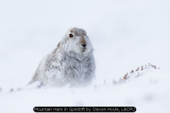 Mountain Hare In Spindrift by Steven Hoyle, L&CPU