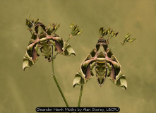 Oleander Hawk Moths by Alan Storey, L&CPU
