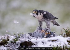 Plucking Feathers by Keith Mulliner, L&CPU