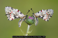 Roosting Eastern Festoons by Annie Healey, SPA