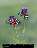 Scarlet Tiger Moths by Gianpiero Ferrari, N&EMPF