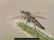 Silver Stiletto Fly by Tony North, L&CPU