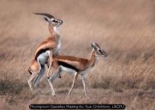 Thompson Gazelles Mating by Sue Critchlow, L&CPU