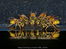 Wasps Drinking by Robert Millin, L&CPU
