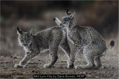 Wild Lynx Kits by Dave Bowen, MCPF
