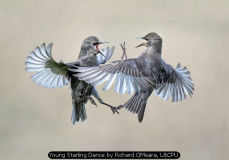 Young Starling Dance by Richard OMeara, L&CPU