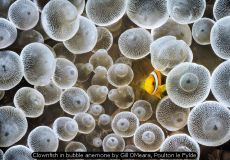 Clownfish in bubble anemone by Gill OMeara, Poulton le Fylde