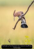 Portrait of a Hoopoe by David Godfrey, Tonbridge