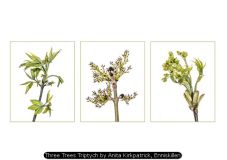 Three Trees Triptych by Anita Kirkpatrick, Enniskillen