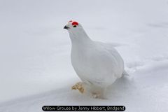 Willow Grouse by Jenny Hibbert, Bridgend