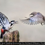 Woodpecker and Starling encounter by Richard OMeara, Poulton le Fylde