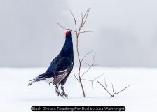 Black Grouse Reaching For Bud by Julia Wainwright