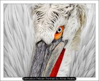 Dalmation Pelican Portrait by Annie Healey