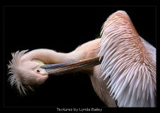 Textures by Lynda Bailey