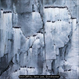 Bird Cliff by Jane Lee, Dorchester