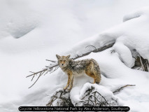 Coyote Yellowstone National Park by Alex Anderson, Southport