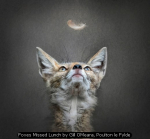 Foxes Missed Lunch by Gill OMeara, Poulton le Fylde