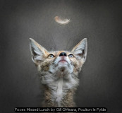 Foxes Missed Lunch by Gill OMeara, Poulton le Fylde