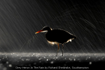 Grey Heron In The Rain by Richard Sheldrake, Southampton