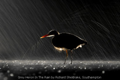 Grey Heron In The Rain by Richard Sheldrake, Southampton