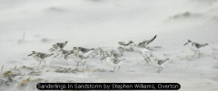 Sanderlings In Sandstorm by Stephen Williams, Overton